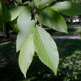 Ironwood leaves