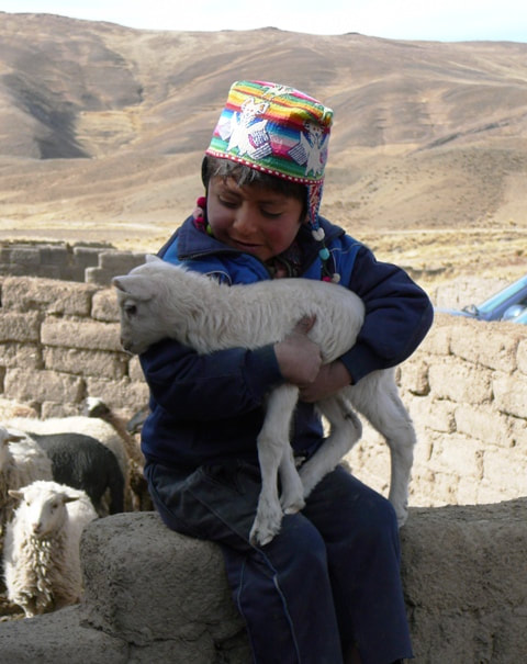 Bolivian child with lamb