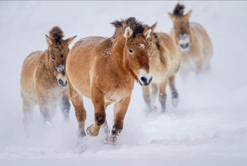 Horses running in winter by Ken Epstein